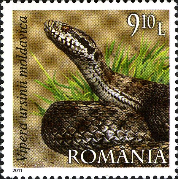 Meadow Viper (Vipera ursinii moldavica)