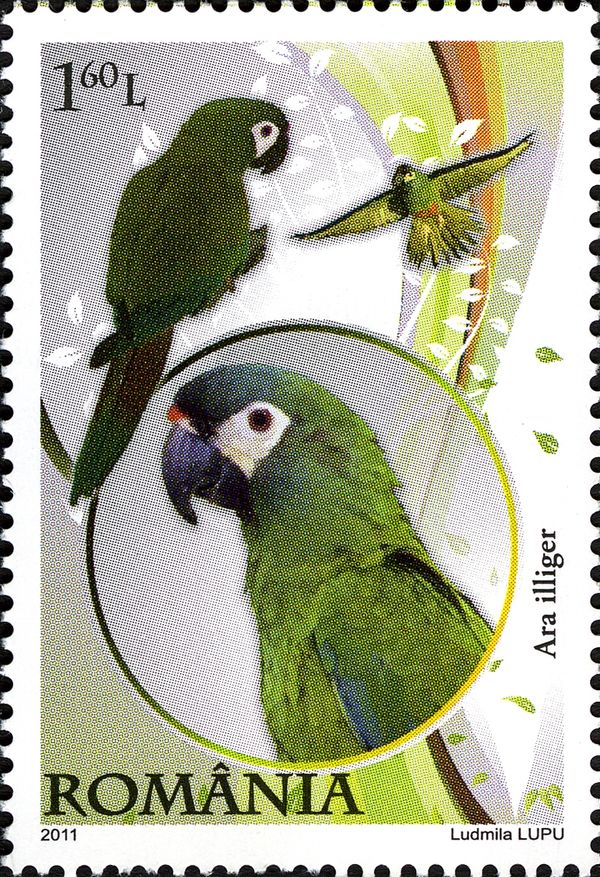 Illiger's Macaw (Ara illiger)