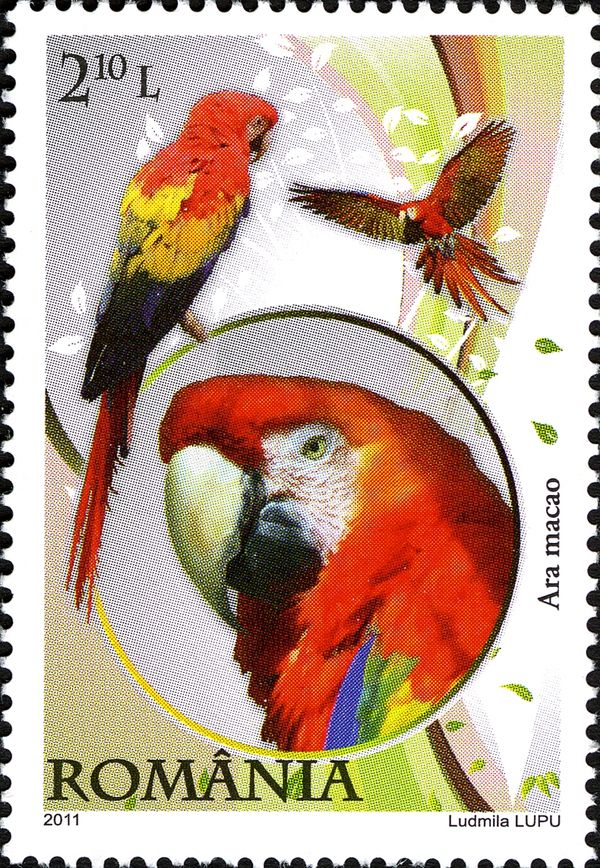 Scarlet Macaw (Ara macao)