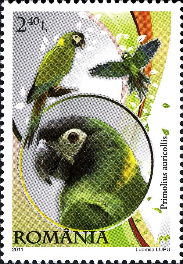 Yellow-collared Macaw (Primolius auricollis)