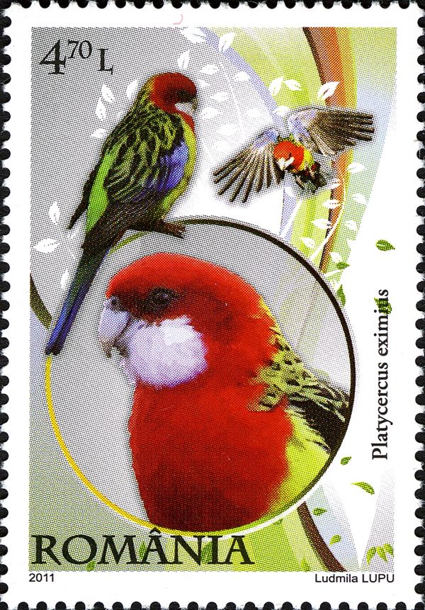 Eastern Rosella (Platycercus eximius)