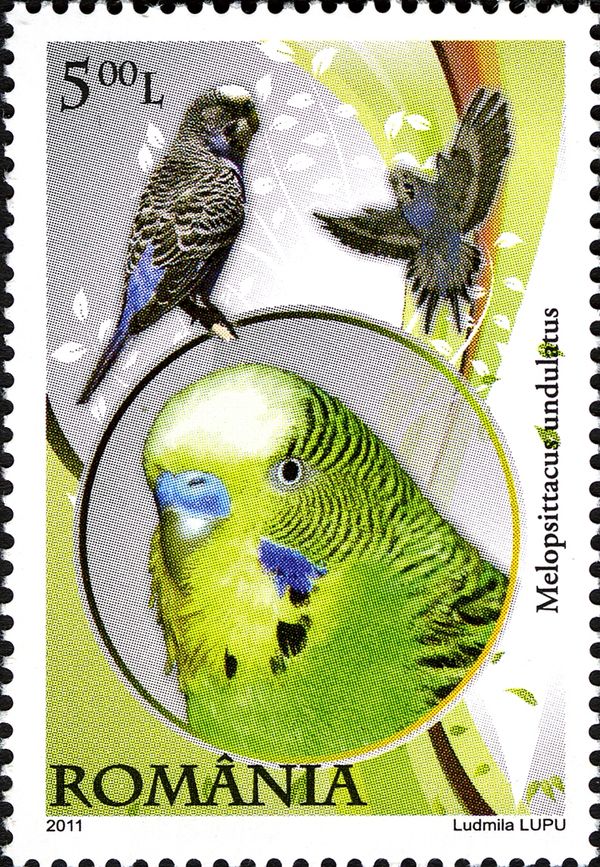 Budgerigar (Melopsittacus undulatus)