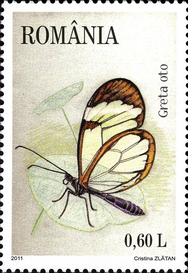 Glasswinged Butterfly (Greta oto)