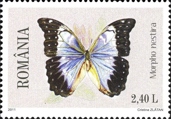 Morpho Butterfly (Morpho nestira)