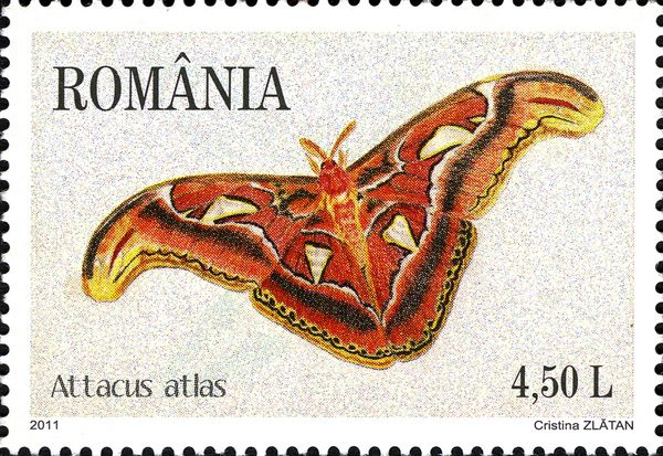 Atlas Moth (Attacus atlas)