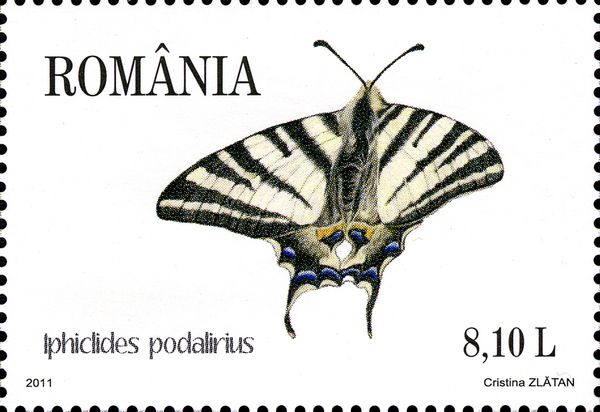 Scarce Swallowtail (Iphiclides podalirius)
