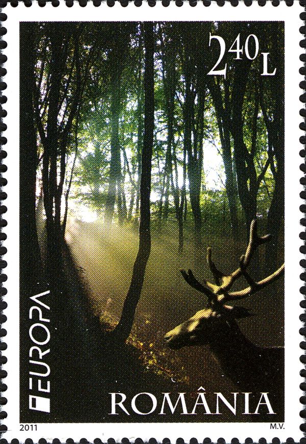 Red Deer (Cervus elaphus), Forest