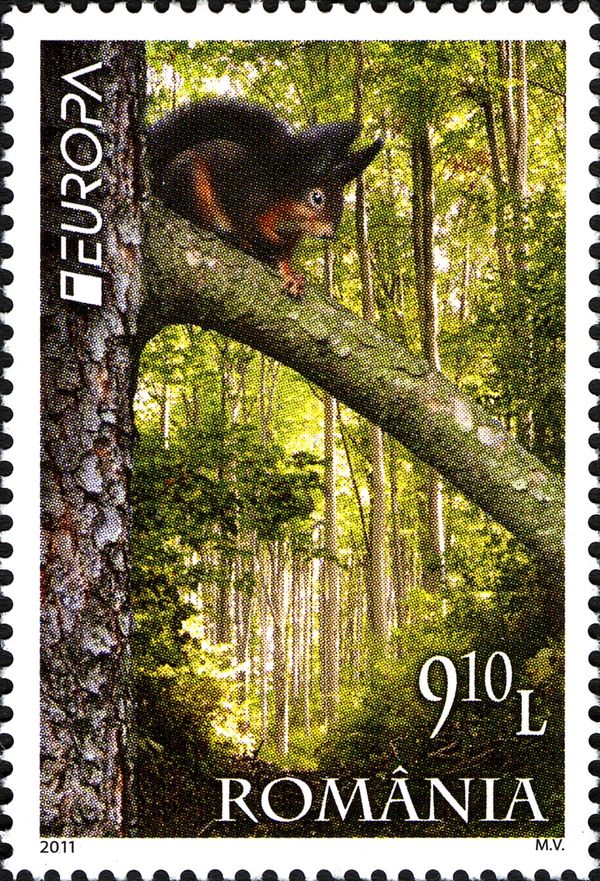 Eurasian Red Squirrel (Sciurus vulgaris), Forest