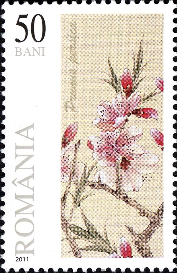 Peach Blossom