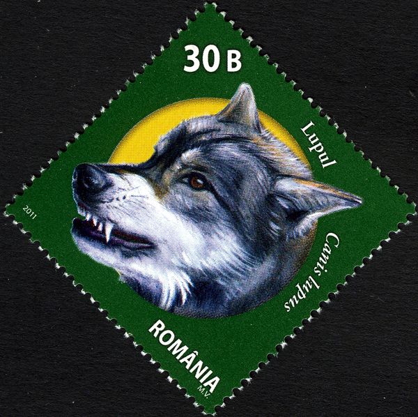 Wolf (Canis lupus)