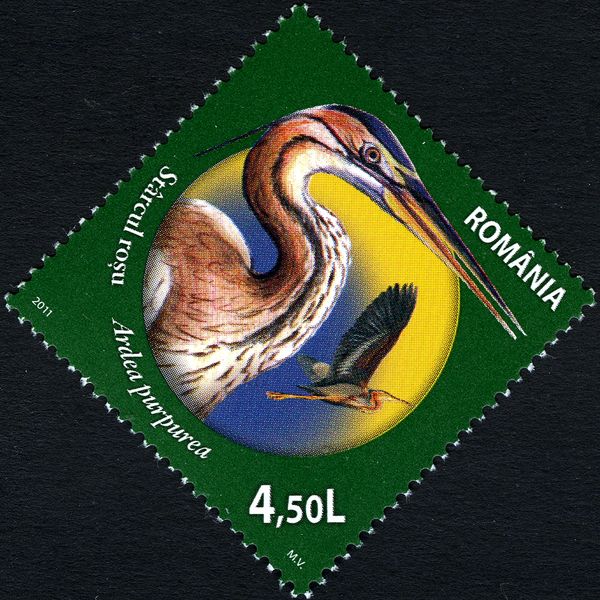 Purple Heron (Ardea purpurea)