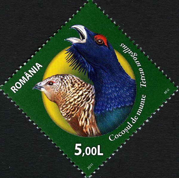 Western Capercaillie (Tetrao urogallus)