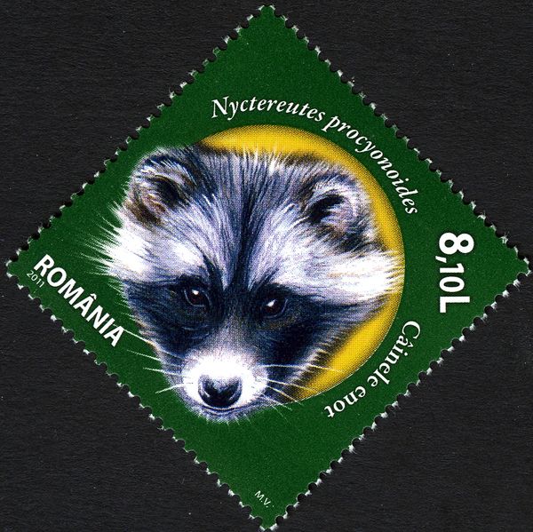 Raccoon Dog (Nyctereutes procyonoides)