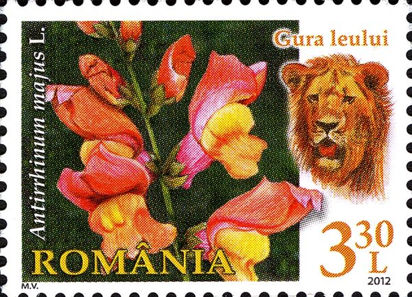 Common Snapdragon (Antirrhinum majus)