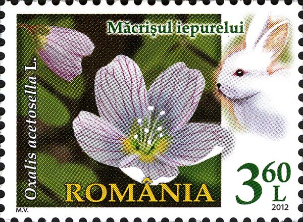 Common Wood-Sorrel (Oxalis acetosella)