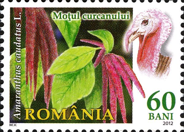 Love-lies-bleeding (Amaranthus caudatus)