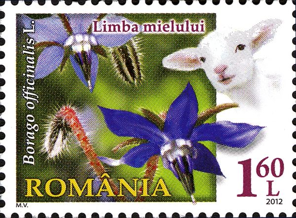 Starflower (Borago officinalis)