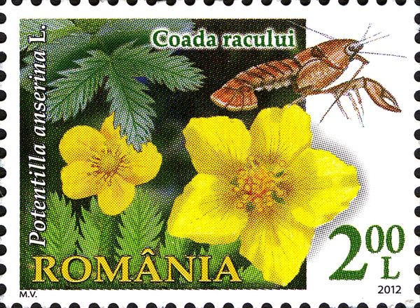 Silverweed (Potentilla anserina)