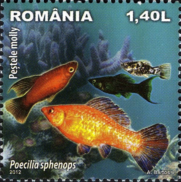 Black Molly (Poecilia sphenops)