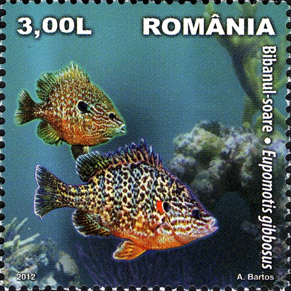 Common Sunfish (Eupomotis gibbosus)