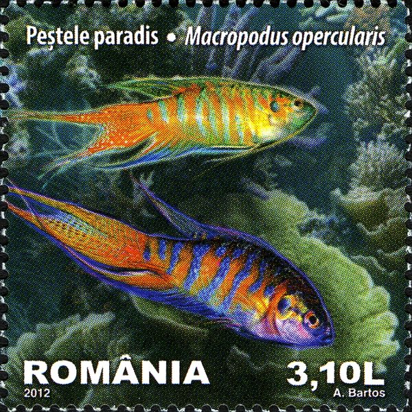 Paradise Fish (Macropodus opercularis)