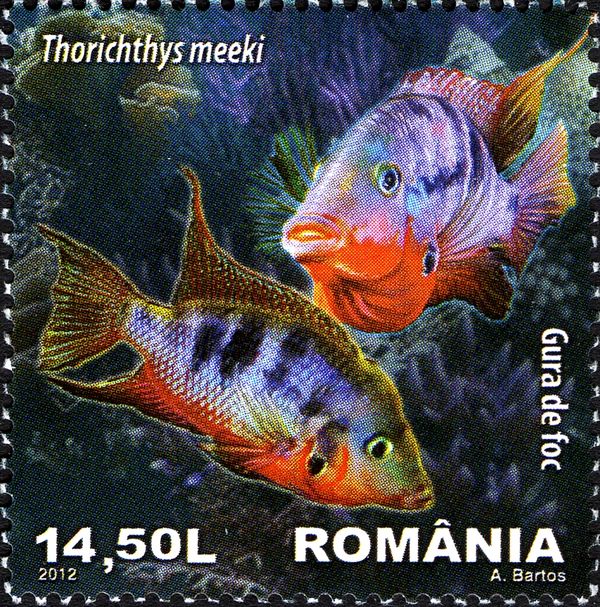 Firemouth Cichlid (Thorichthys meeki)