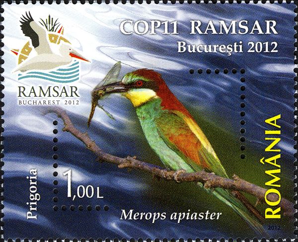 European Bee-eater (Merops apiaster)