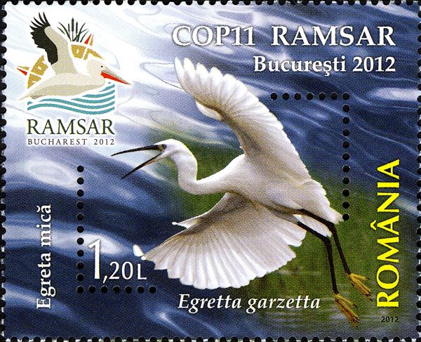 Little Egret (Egretta garzetta)