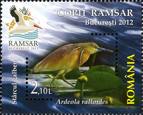 Squacco Heron (Ardeola ralloides)