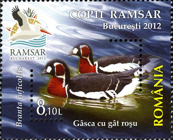 Red-breasted Goose (Branta ruficollis)