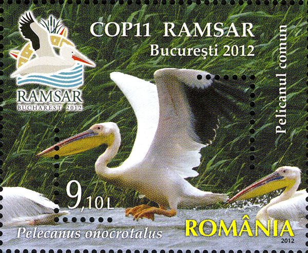 Rosy Pelican (Pelecanus onocrotalus)