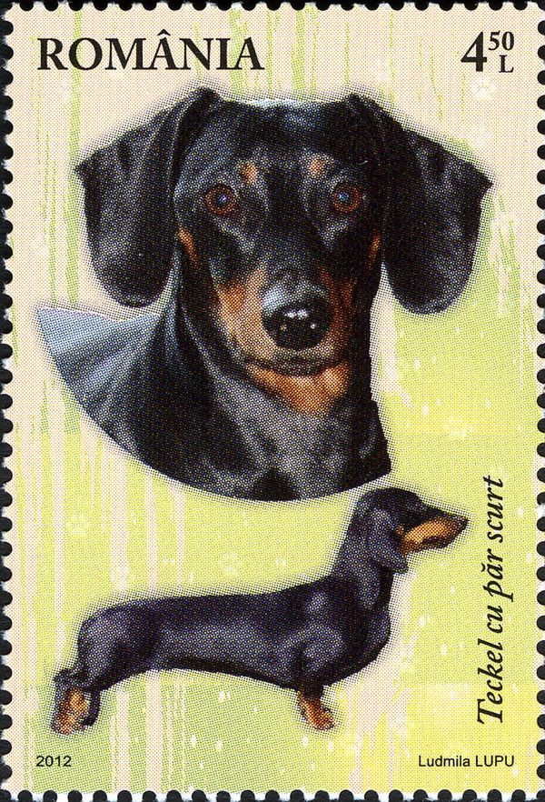 Short-haired Dachshund (Canis lupus familiaris)