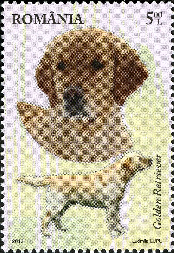 Golden Retriever (Canis lupus familiaris)