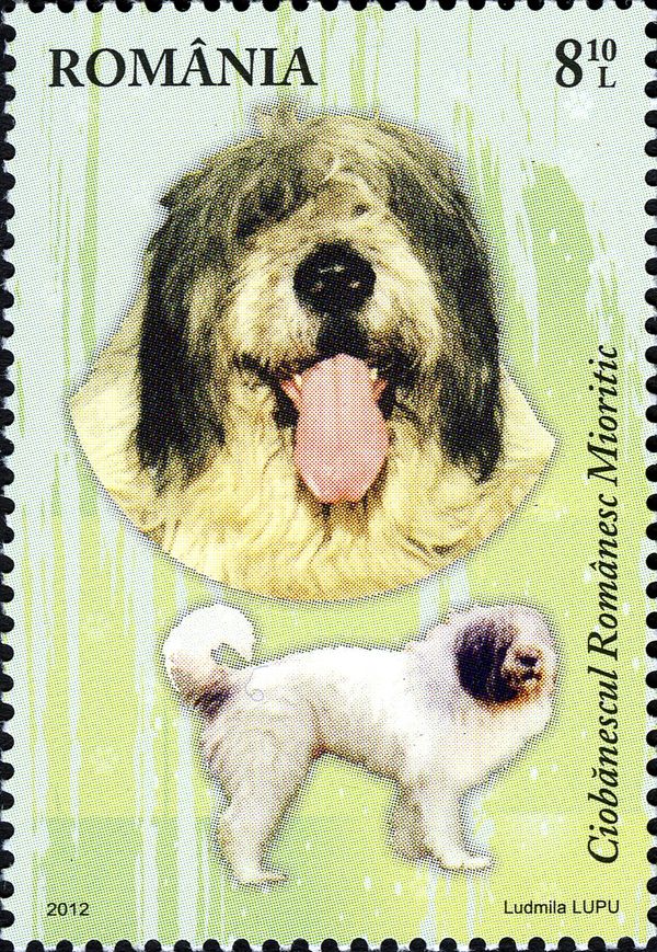 Romanian Mioritic Shepherd (Canis lupus familiaris)