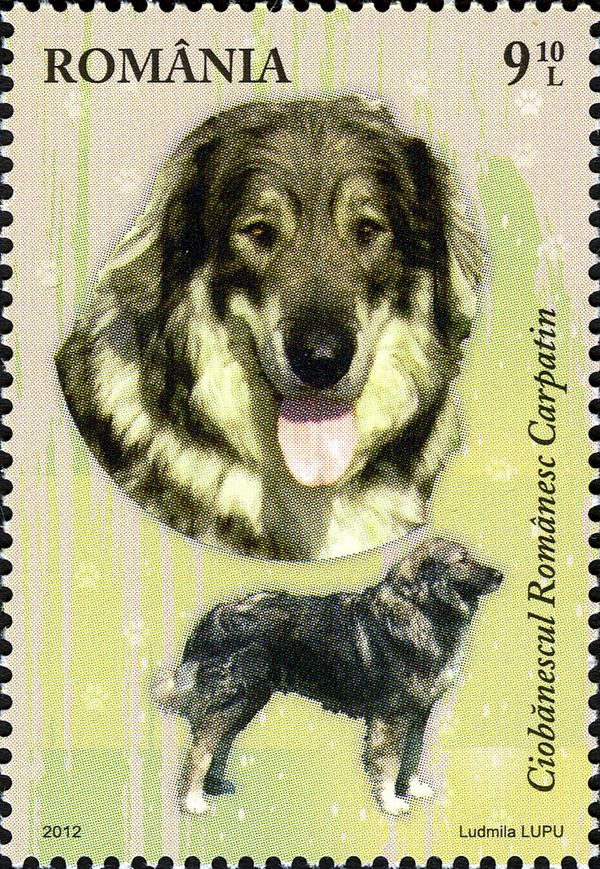 Romanian Carpathian Shepherd (Canis lupus familiaris)