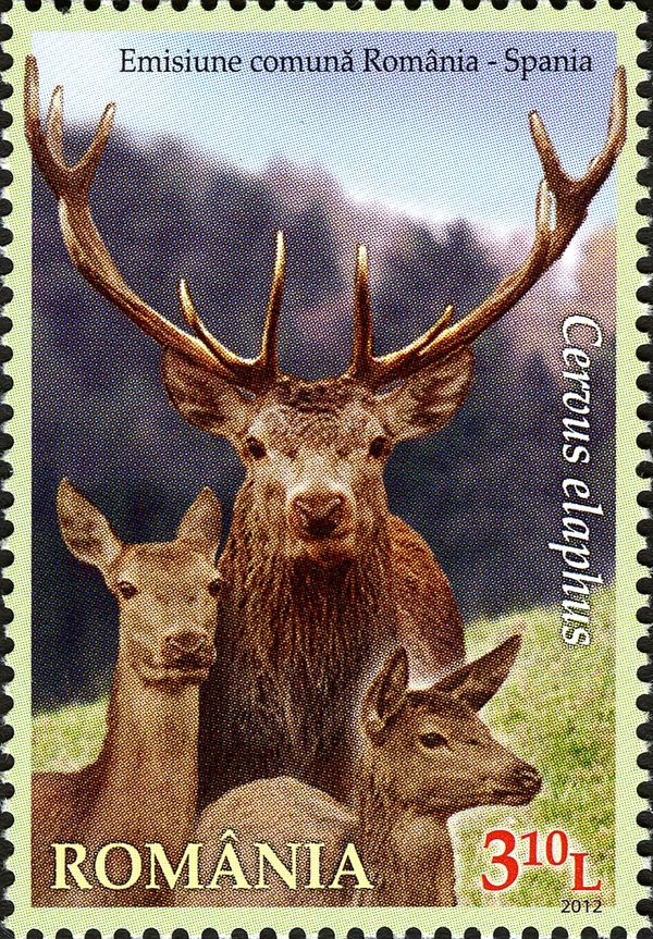 Red Deer (Cervus elaphus)