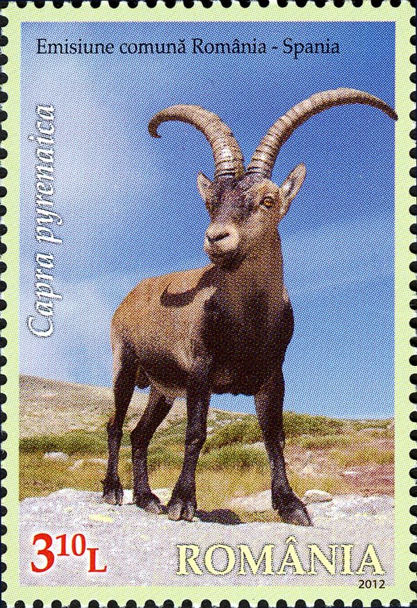 Spanish Ibex (Capra pyrenaica)