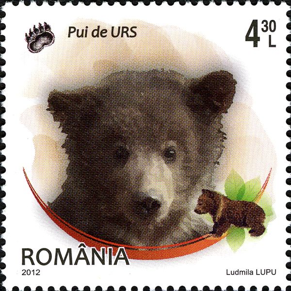 Brown Bear (Ursus arctos)