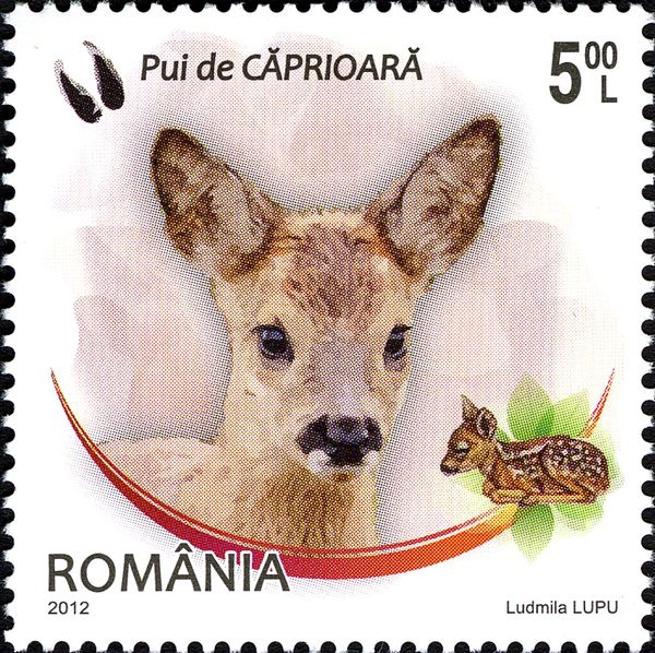 Western Roe Deer (Capreolus capreolus)