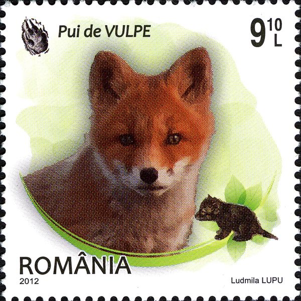 Red Fox (Vulpes vulpes)