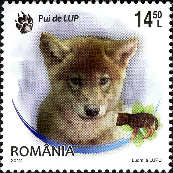 Wolf (Canis lupus)