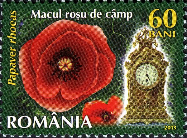 Field Poppy (Papaver rhoeas)