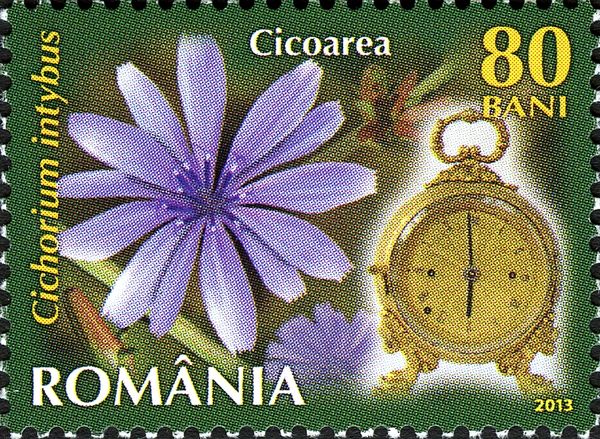 Common Chicory (Cichorium inthybus)