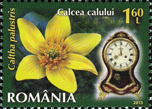 Marsh Marigold (Caltha palustris)