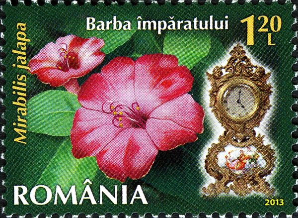 Marvel of Peru (Mirabilis jalapa)