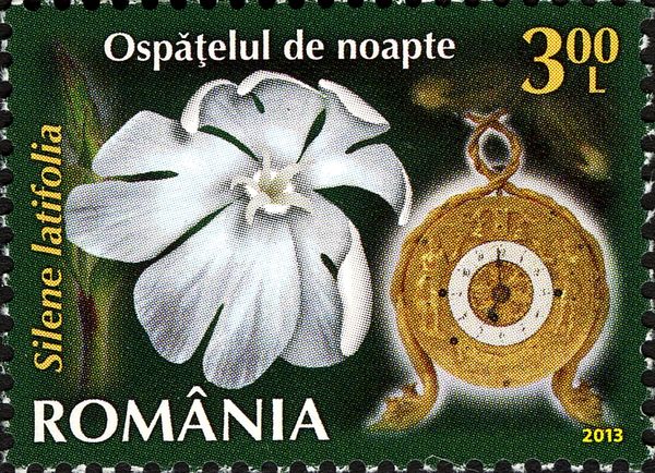 White Campion (Silene latifolia)