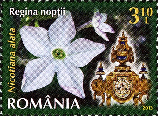 Winged Tobacco (Nicotiana alata)