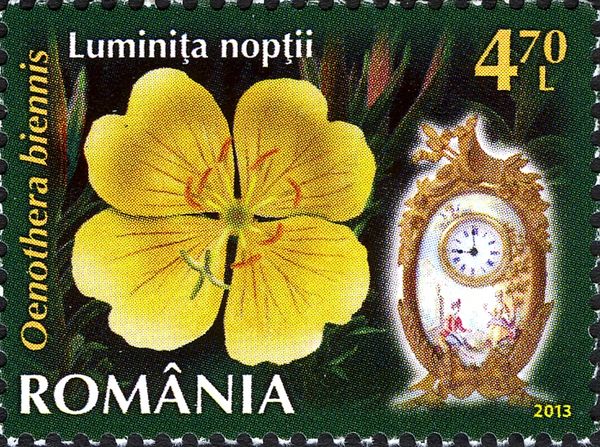 Common Evening Primrose (Oenothera biennis L.)