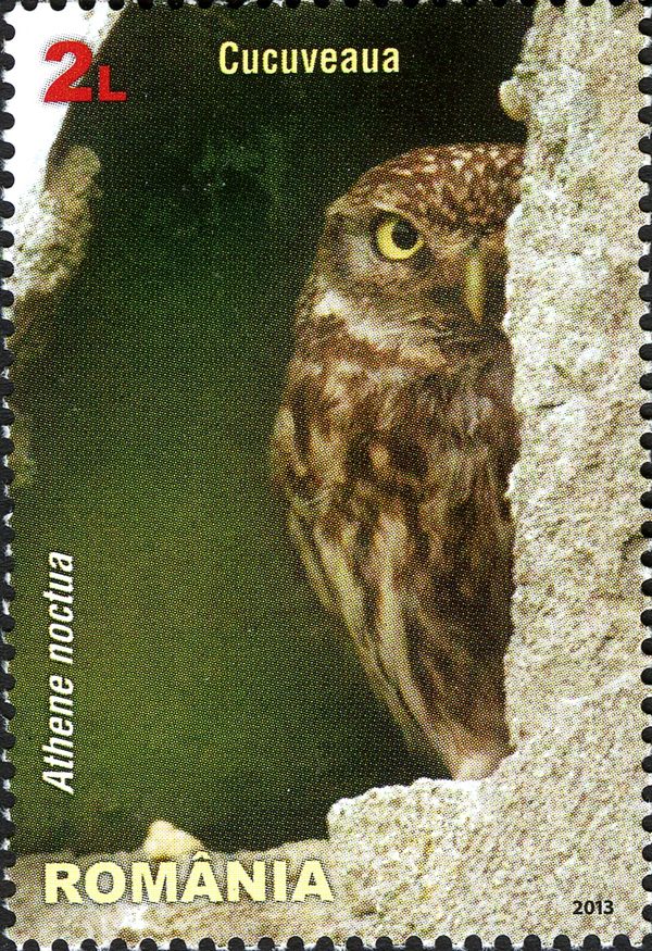 Little Owl (Athene noctua)