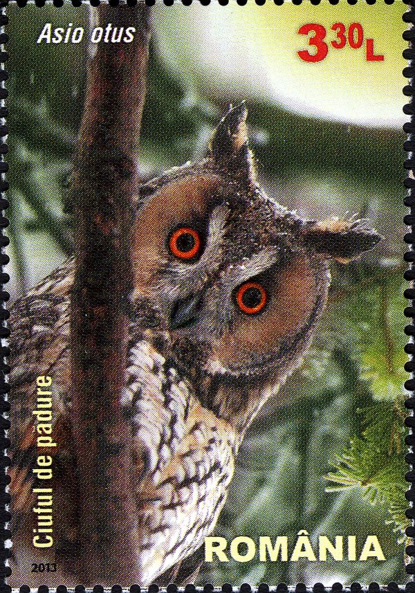 Long-eared Owl (Asio otus)